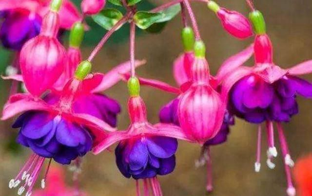  『花苞』“3种花”一开如“下雨”，花苞多、花朵大，几月不管，花垂满盆