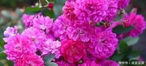  【漂亮】喜欢养护漂亮的花卉，就养护花色艳丽，花期长，优雅优美的3种花