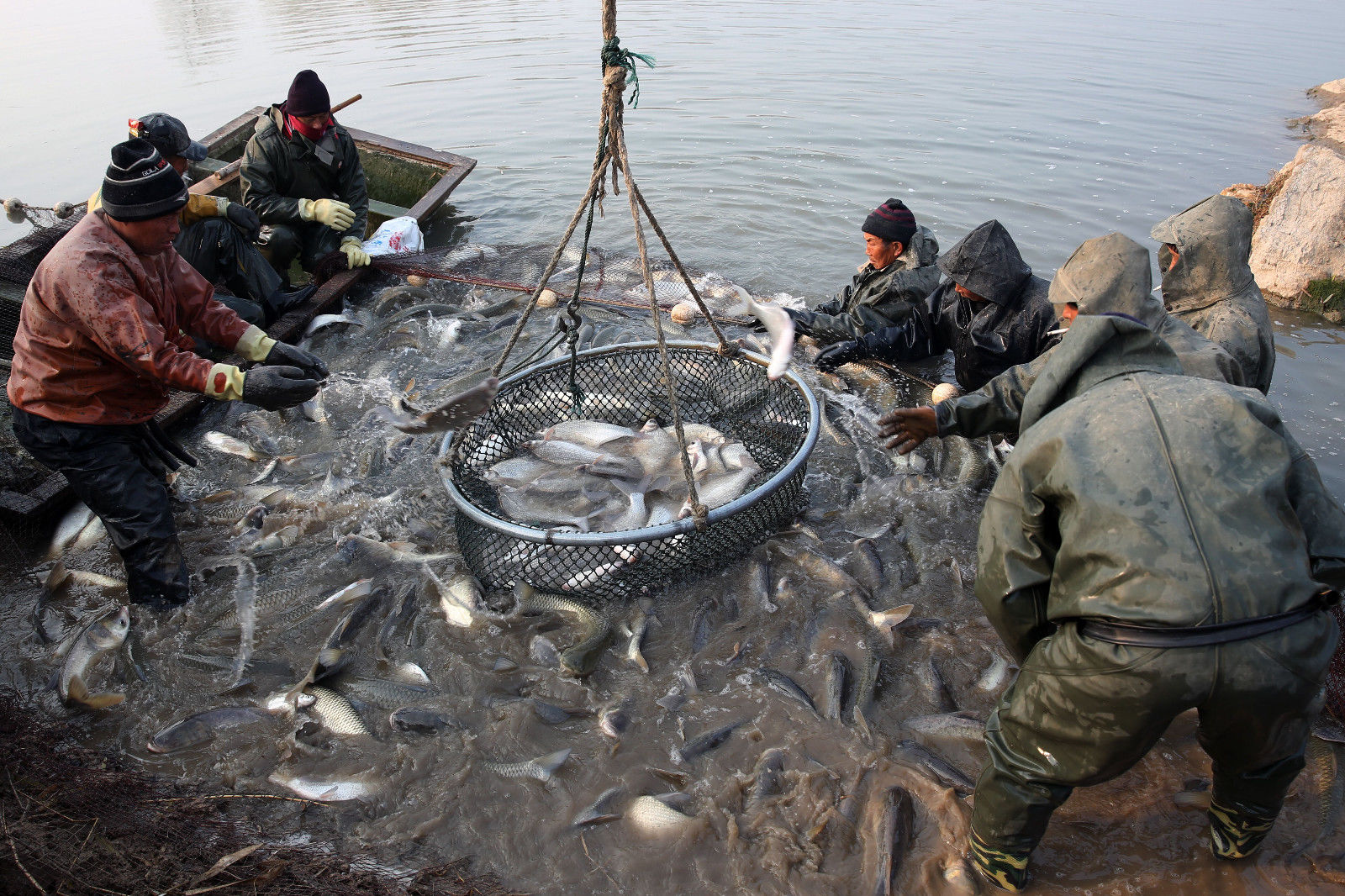  [陷地治理]收获各种鱼3万多公斤，王楼煤矿生态养殖大丰收