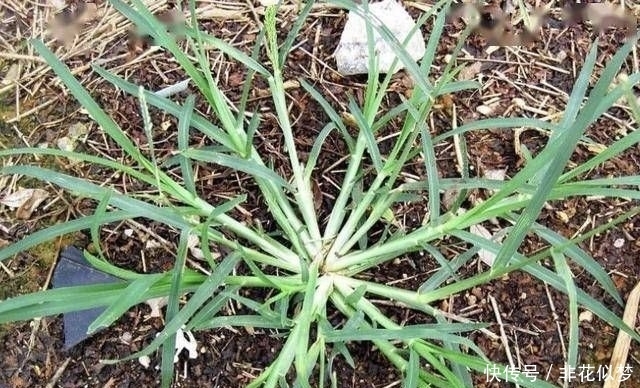 顽强|在农地里,别踩到1种“牛筋草”,植株珍贵,也顽强、长势快!