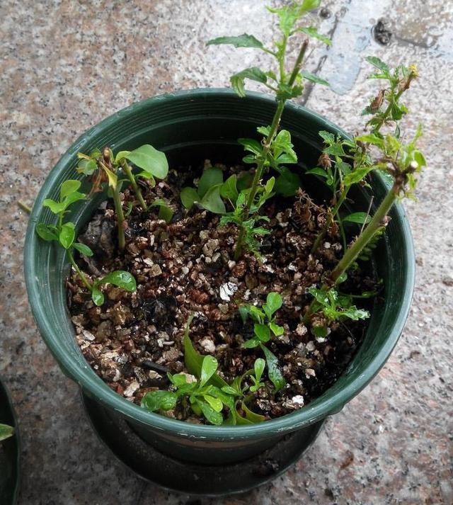  花儿■这“3种花儿”，也太好养了吧，种阳台上，动不动就开花、长爆盆