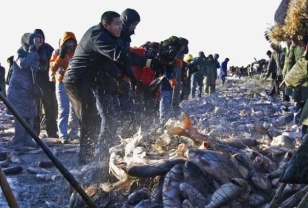 查干湖的鱼为何“越捞越多”？游客哀声怨道，渔民道出真情