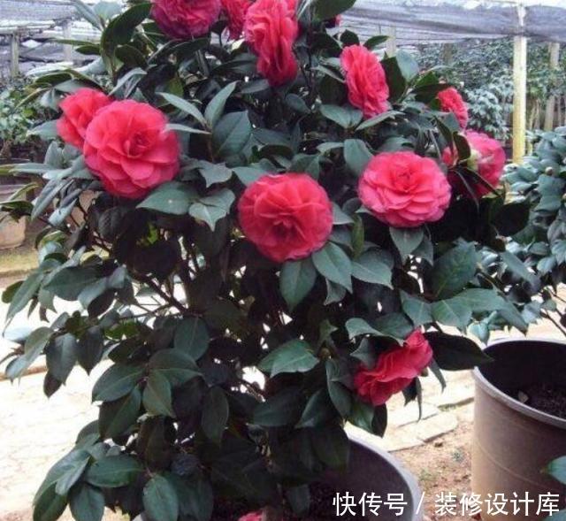 不妨就去养@这“3种”植物,回家养1盆,哪怕天再“冷”,叶片、花朵也旺盛!