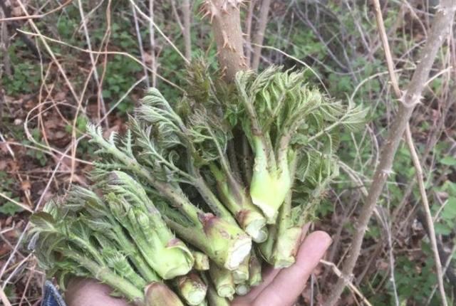  【种植】农田里的1种“刺老芽”，以往被废弃、当柴烧，如今种植后值钱！