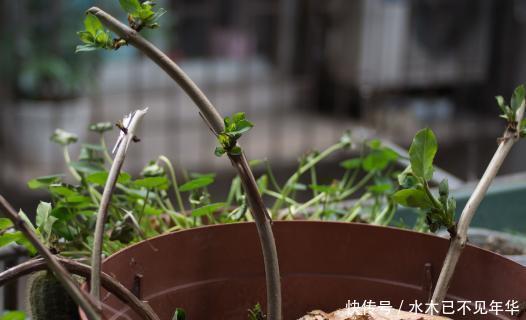  夏季|夏季摘1个枝，丢盆里，来年花开满阳台，成枝肥叶壮有价值的盆景