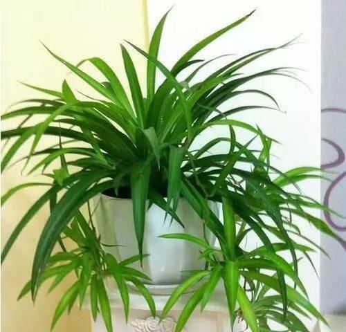  『植物』最适合放在卫生间的10种植物，赶紧养一盆吧！