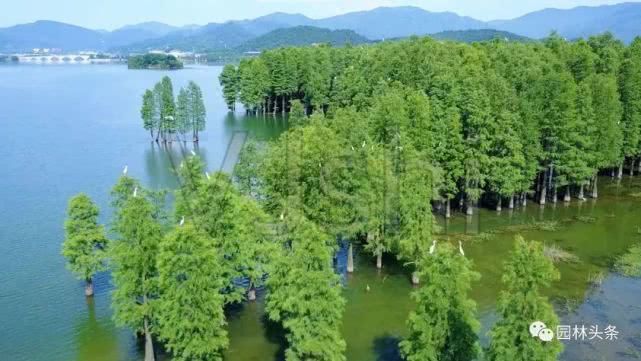  【棕榈科伞形】558种 · 园林植物配置大全