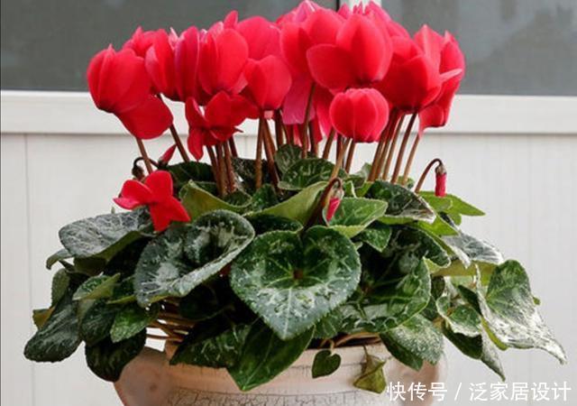 打造|冬天阳台要有8种花,开花艳丽,花香怡人,打造温馨小花园