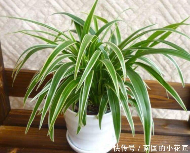 #家里#这几款小花,便宜又好养,寓意吉祥人人爱,家里养真适合