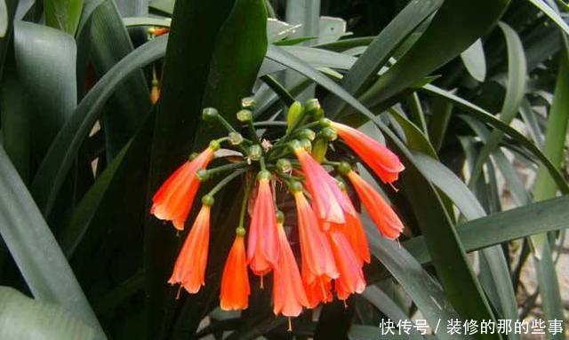  [更是]这3种花都听过，能养的人、会养的人不多，养开花更是不轻松