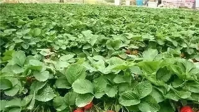  #大棚#一亩地的蔬菜大棚能有多少利润？农业大棚种植什么最赚钱？
