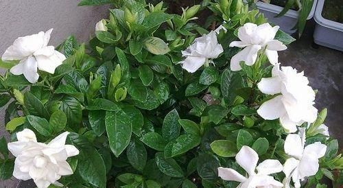  『家里』家里养栀子花，一节枝子就能养爆盆，冬天不黄叶，照样绿油油