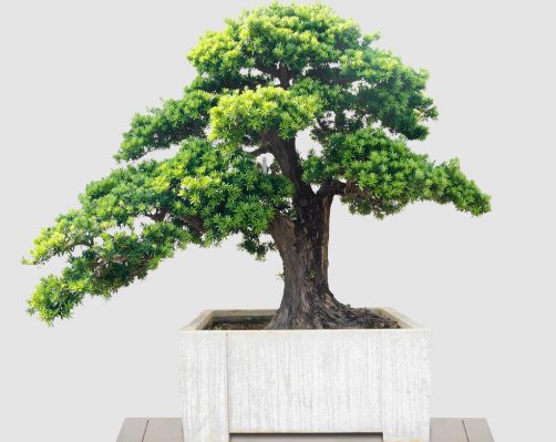  「财运」客厅养花别随便，盆栽4种绿植，美观大气旺财运，值得多养三四盆
