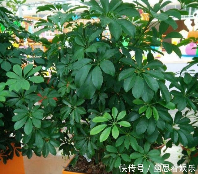  「常给叶片喷」客厅养花，选这几种的都是聪明人，时尚大气，旺人又聚财