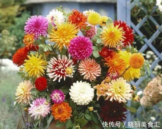 秋天养这几种花,五彩缤纷,阳台变花海,美极了!