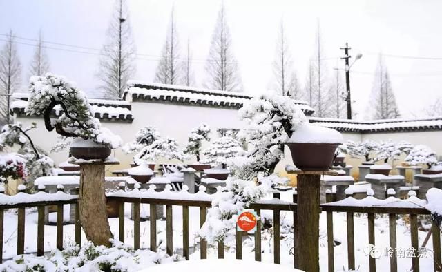 一组盆景作品欣赏，雪中赏盆景，别具一番风韵！