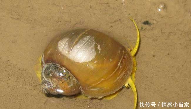  克星@福寿螺祸害浙江多地难治，村民养殖却发现其“克星”，三年