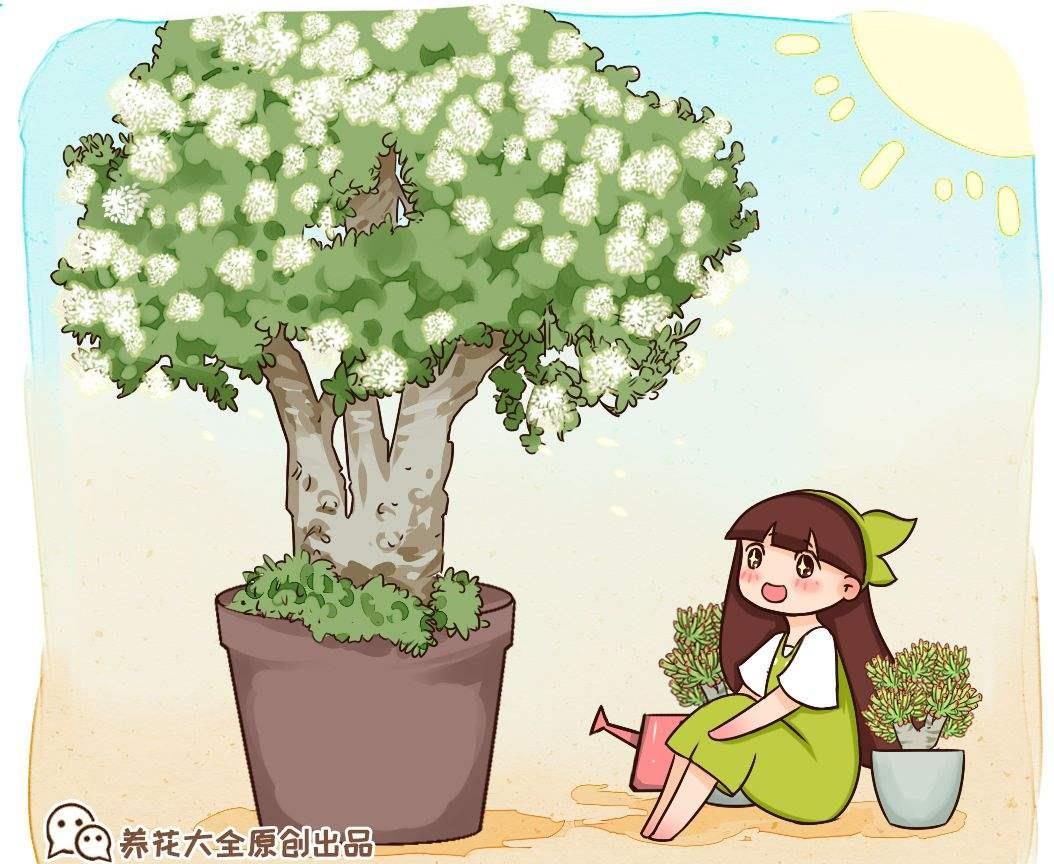  「春天」养玉树剪得越狠，春天长得越旺，不剪不开花