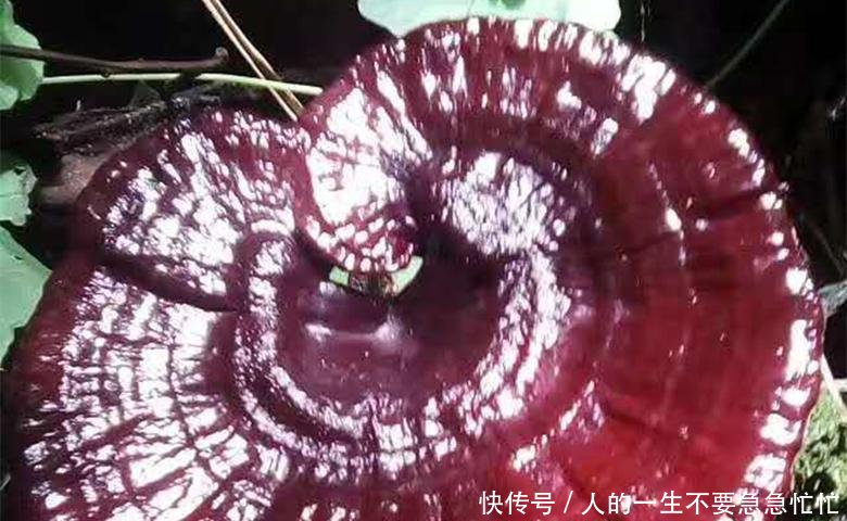 农民深山寻获六件“奇特宝贝”, 看看你能认识几种