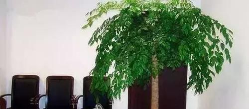  『就要』绿植就要, 既漂亮又伟岸, 满满的安全感, 镇宅守财!