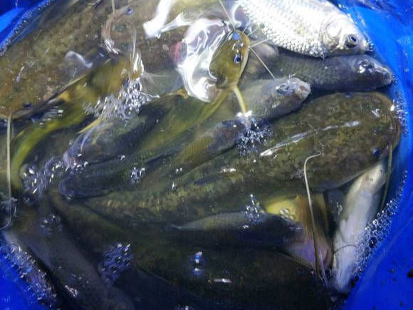  【新手】钓鱼新手三个月来的垂钓历程，总算是有拿得出手的收获了！