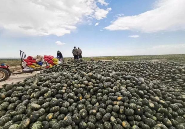 若不是你亲眼所见，不敢相信在这样的沙漠腹地竟还有般人家和南瓜
