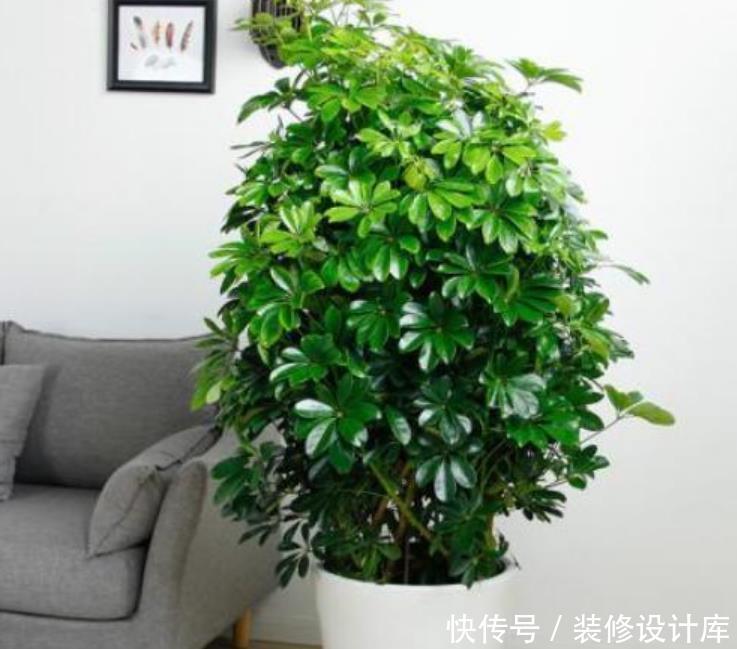 『绿萝』人养花,花也养人,“3种花”家养里,空气清新,还有助于睡眠!