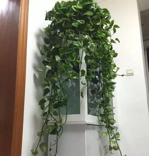 「多朋友」新装修的房子,为了祛除甲醛,开窗通风的同时,记得养几盆绿萝