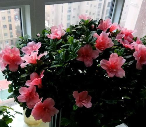  纯木屑扦插：扦插杜鹃花生根快而且根系易爆盆的植料知道吗？比鹿沼土还要好