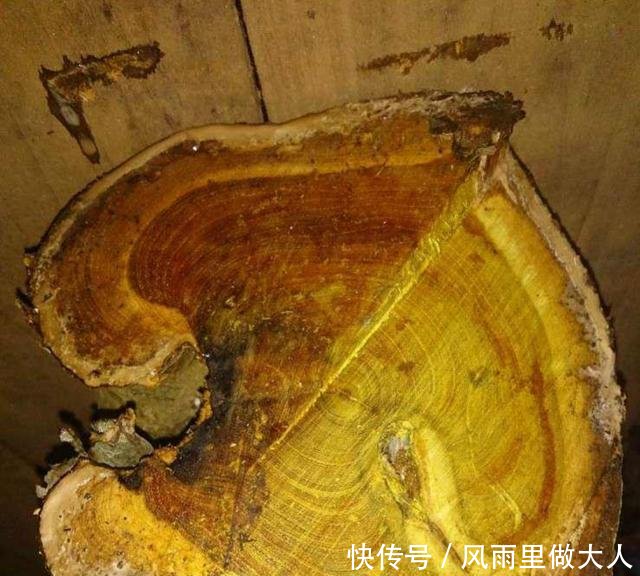 这些树看着不起眼，确实上好的硬木材料，你认识几种