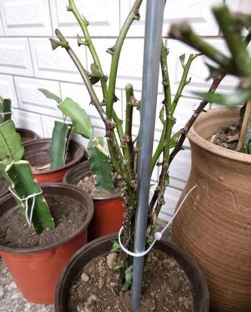 【嫁接】蟹爪兰绑到这上面,开花直冲房顶,还能多活10年