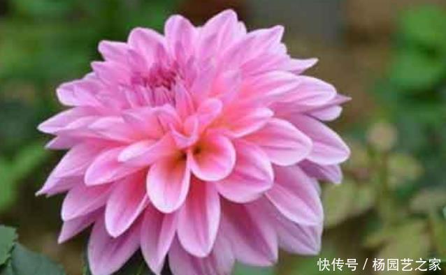  『疯长』阳台就养“3种花”，浇水就疯长，给点阳台就灿烂，阳台成花海！