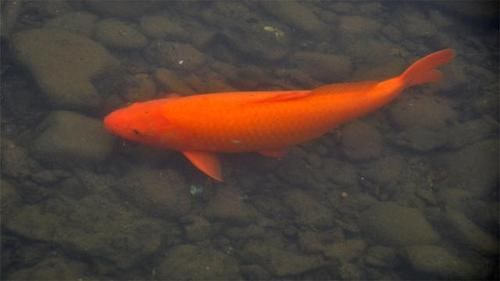 淡水鱼无法在海水中存活，黄河流入大海之后，河中的鱼去哪了呢？