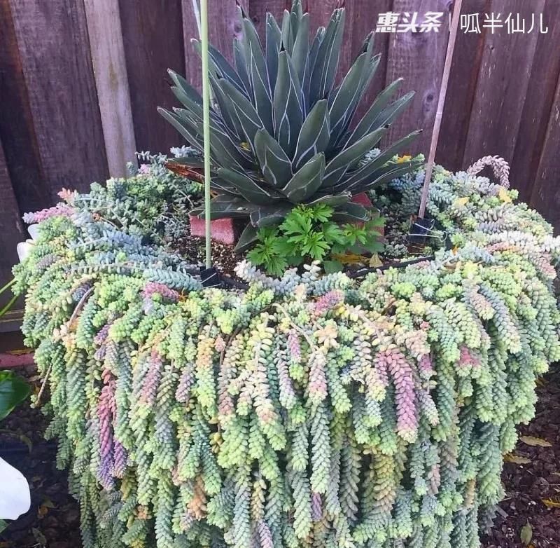 #上名#傻傻分不清的多肉,就看它这儿,一眼就能叫上名!