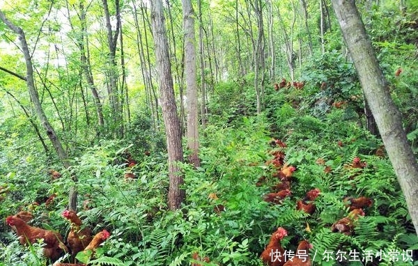 未来5年可能“暴富”的3种农村职业，看你敢不敢试，敢试就有机会