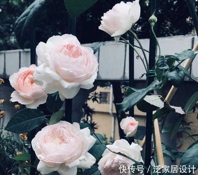  『万能』月季瘦瘦难长，盆里掺点“万能土”，枝粗叶壮，花芽呼呼冒出头