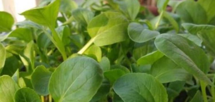  『漂亮』“3种菜”盆栽阳台，好养漂亮，2周就能吃，延缓衰老，越吃越年轻！