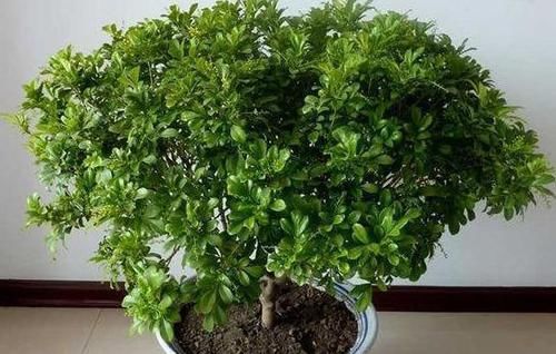  #好坏#家养一盆“米兰花”，条件好坏都开花，越晒越泼辣