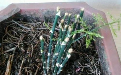  [植物]吊兰，文竹，发财树黄叶子，咔咔“剃光头”，两周绿叶长爆盆