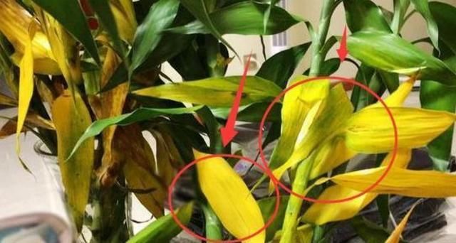 「恢复」富贵竹养1个月,全身通黄,倒入这“体液”,30天就能恢复!