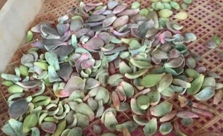  肉叶片|多肉植物叶插方法步骤，3种叶插方法生根出芽快