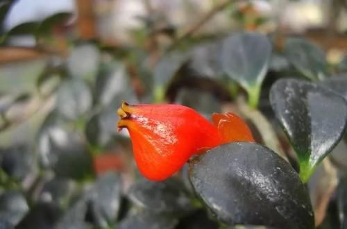  「亮泽」花朵像金鱼一般的吊盆植物，注意定期喷水，叶子长得特有亮泽