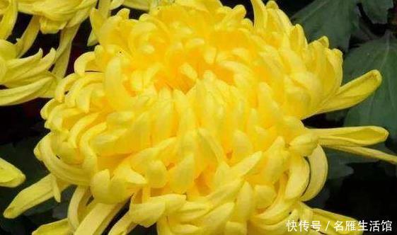  「花型」新手养花就养一盆“秋水明月”，花型饱满，金光灿烂，适合盆栽养