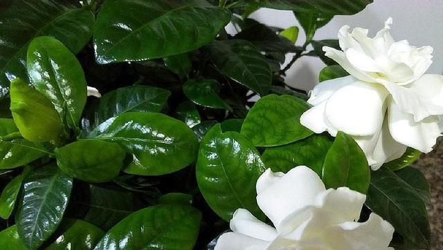  『影响』栀子花叶子薄、小、软，赶紧这么做，否则会影响开花！