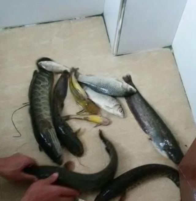 【水位上涨】春钓东洞庭湖附近水域,熟悉这些鱼情不空军