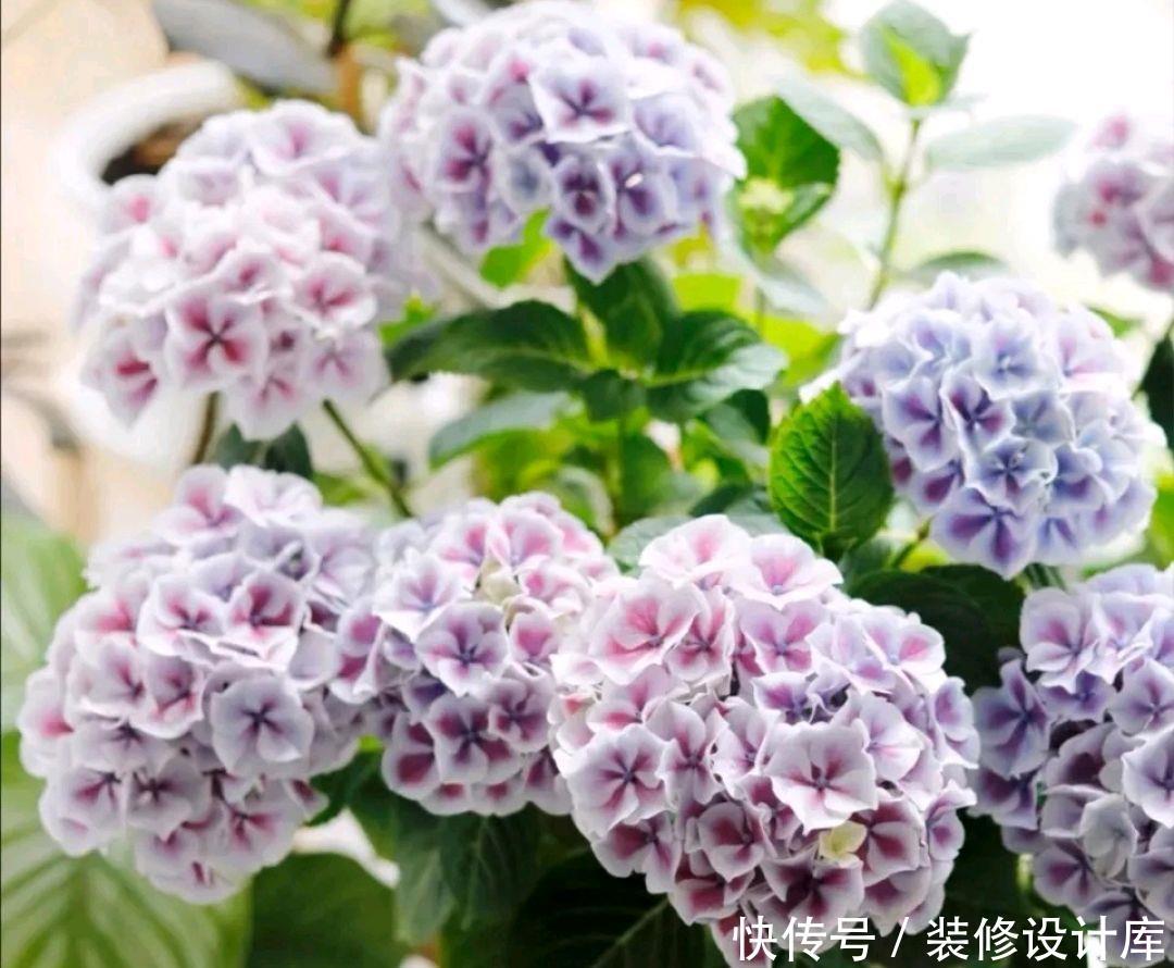  「绣球」绣球花常见的5个黄叶原因，搞懂了，绣球花开花爆盆成老桩