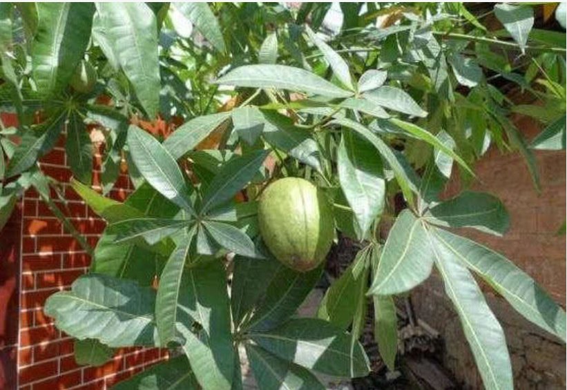  发财树浇水■你见过“发财树”开花结果吗？?掌握关键2点，漂亮花朵开出来！