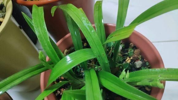  『夏季』闲情一种，夏季养兰二三事，通风浇水有话说