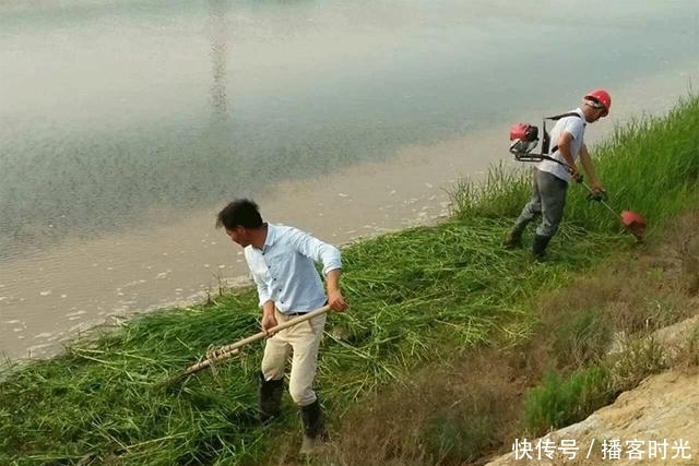  [我国]40年前引入我国种植，曾被农民津津乐道，如今却将它列入