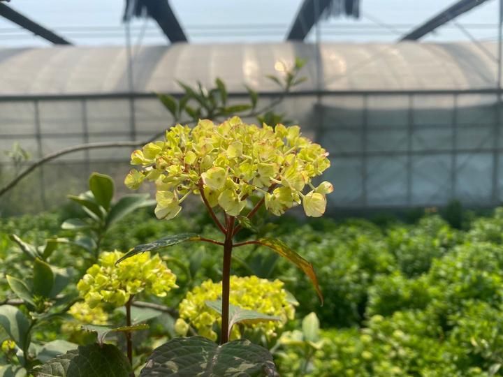  「圆锥绣球」月季之后，夏天最大的花开了，它就是绣球花，今天“绣球王子”教你养花宝典